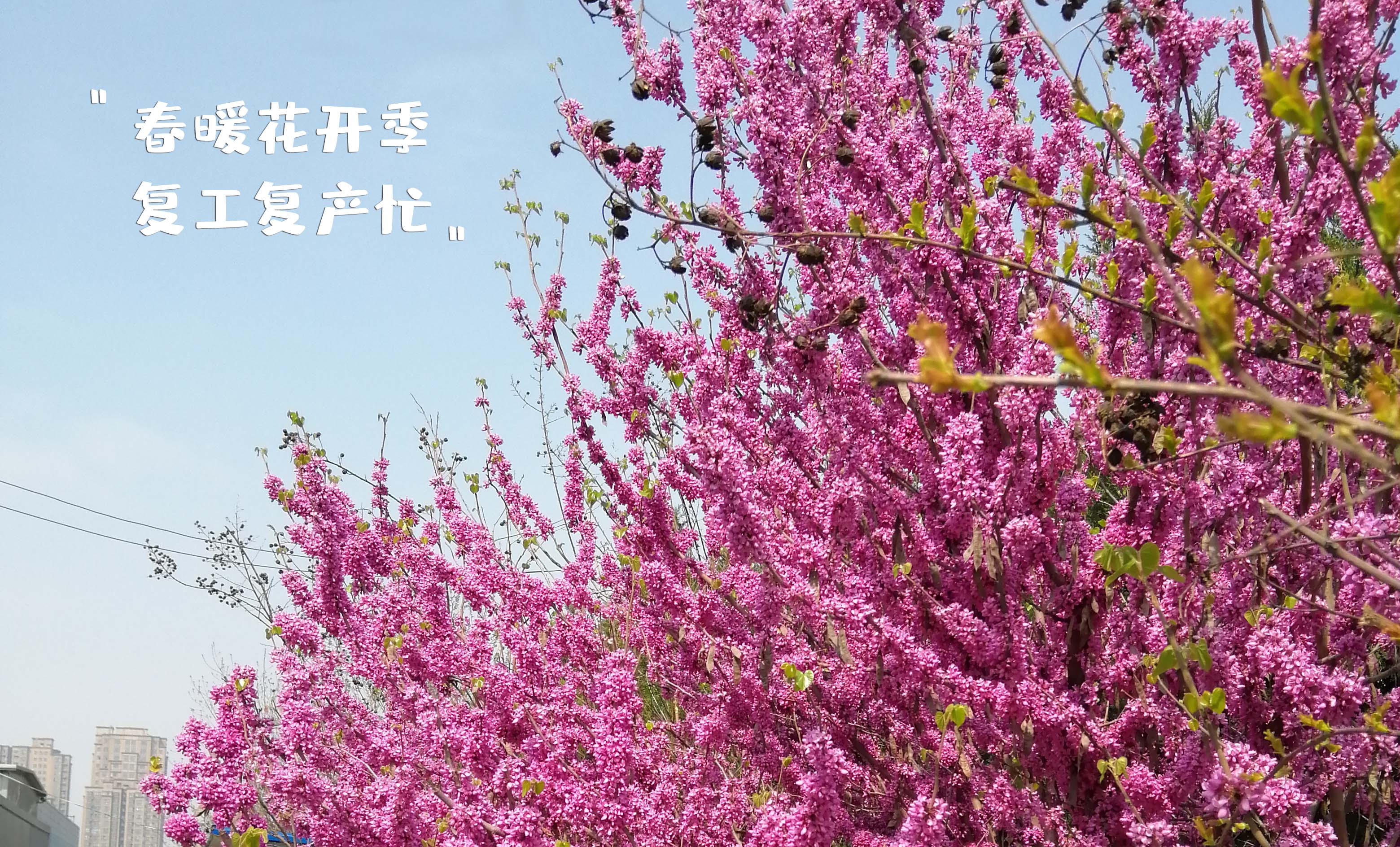 春暖花开季,复工复产忙 春暖花开季,复工复产忙